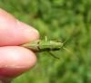 Pseudochorthippus parallelus parallelus
